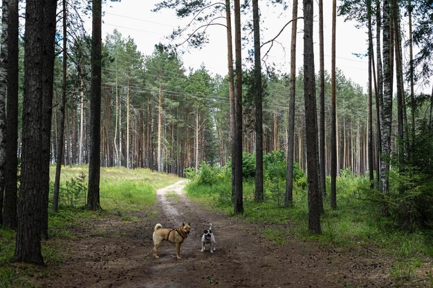 Foto twee honden in een bos met bomen op de achtergrond
