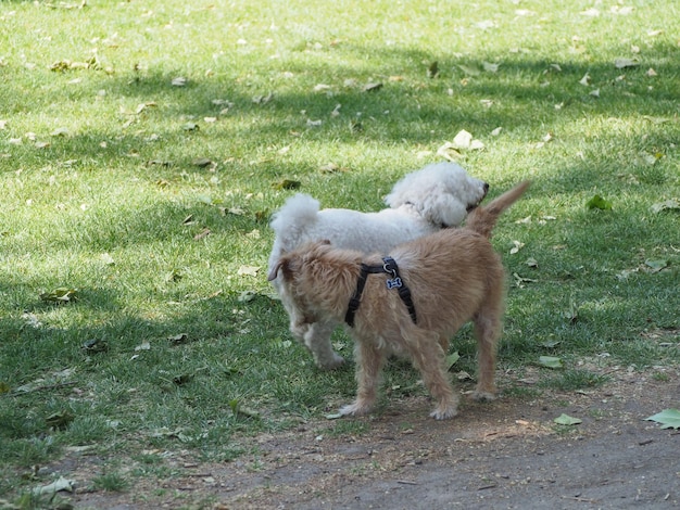 Twee honden in het park