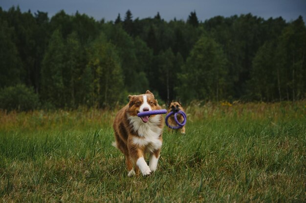 Twee honden in park die snel en actief op groen gras rennen met rond speelgoed in tanden