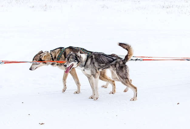 Twee honden in tuig die een slee trekken tijdens wedstrijden in de winter