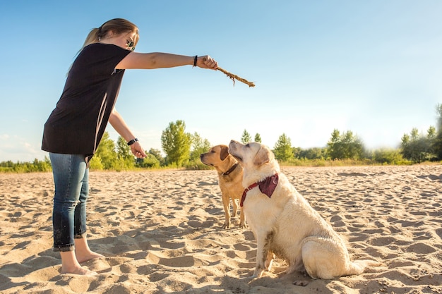 Twee honden labrador hoofd buiten in de natuur voert een commando uit om te zitten