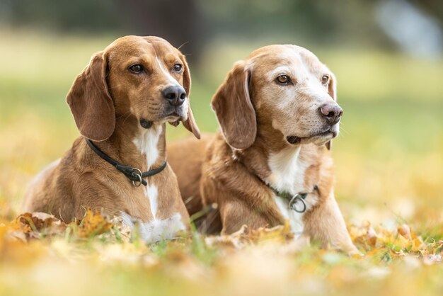 Twee honden liggen gehoorzaam in het park in herfstbladeren