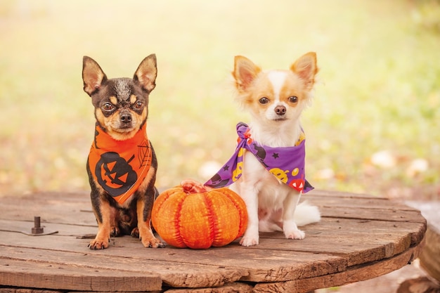 Twee honden met een pompoen Zwart-witte chihuahua in halloween-bandana's