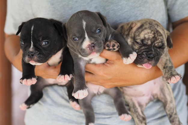 Twee honden met een puppy.