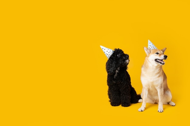 Twee honden op gele achtergrond Hond Verjaardag