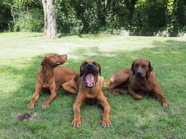 Foto twee honden op het grasland.