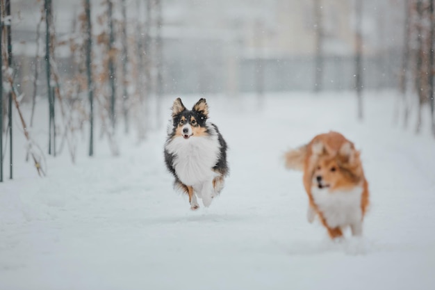 twee honden rennen in de sneeuw