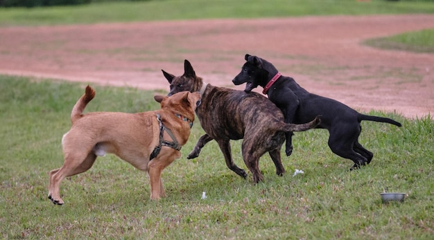 Foto twee honden rennen op het veld.