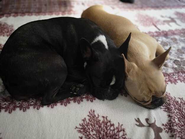 Twee honden slapen op een bed.