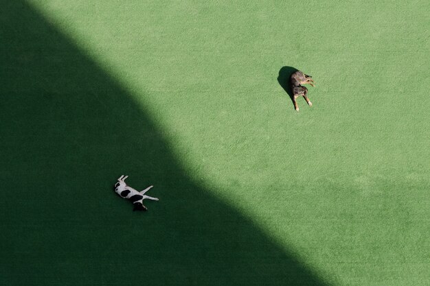 Twee honden slapen op een groen grasveld, een in de schaduw, een in de zon. Bovenaanzicht, luchtfoto