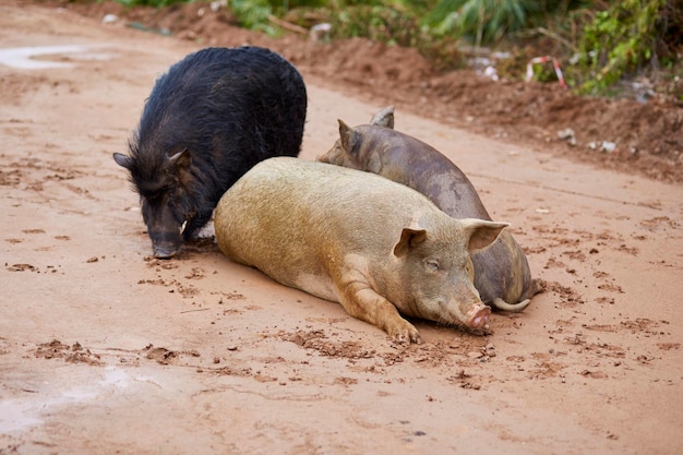 Twee honden slapen op een land.