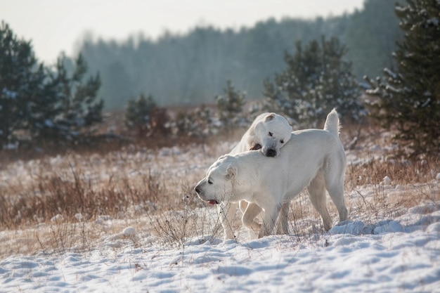 Twee honden spelen in de sneeuw