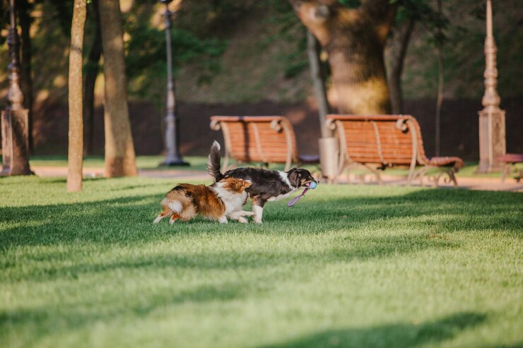 Twee honden spelen in een park