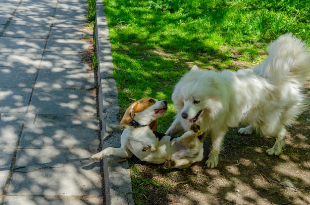 Twee honden spelen met elkaar op een stoep.