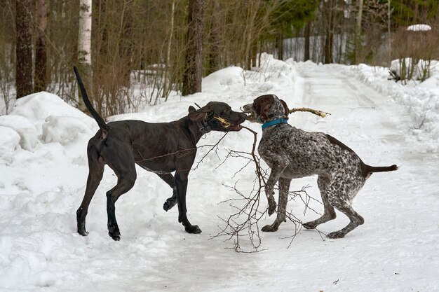 Twee honden spelen met het trekken van een tak in het winterbos