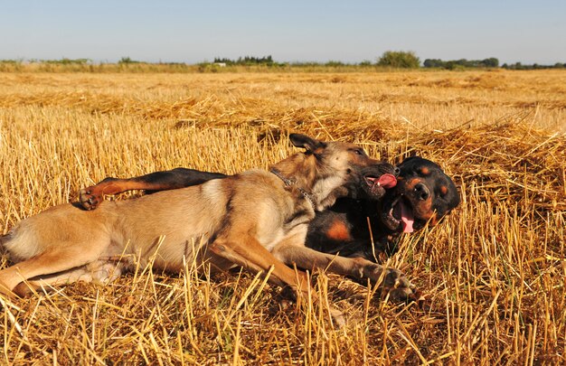 Twee honden spelen