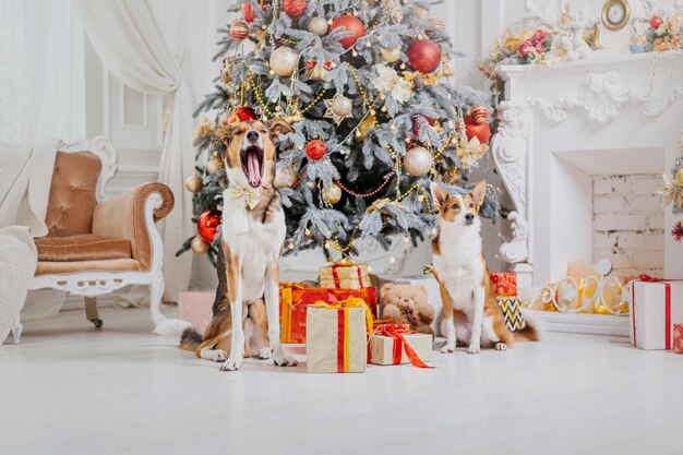 Twee honden voor een kerstboom met cadeautjes eronder