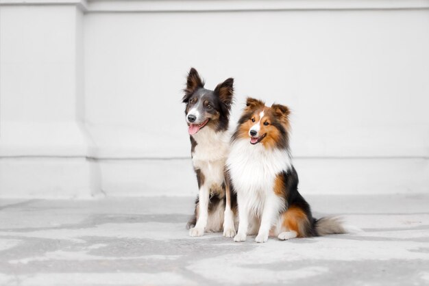 Twee honden zitten naast elkaar Border Collie-hond en Shetland-herdershond