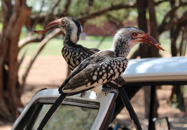 Twee hornbills zitten op een auto deur in Pilanesberg National Park