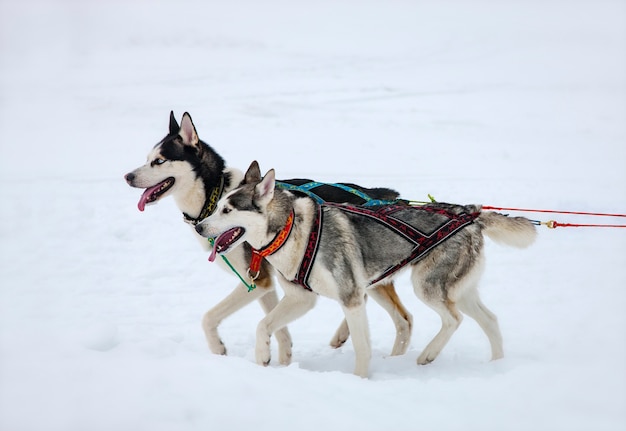 Twee husky-honden