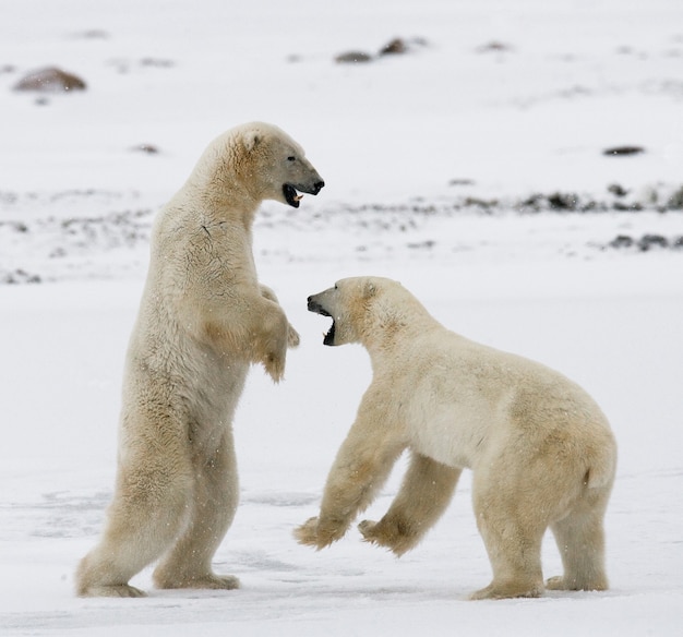 Twee ijsberen spelen met elkaar in de sneeuw