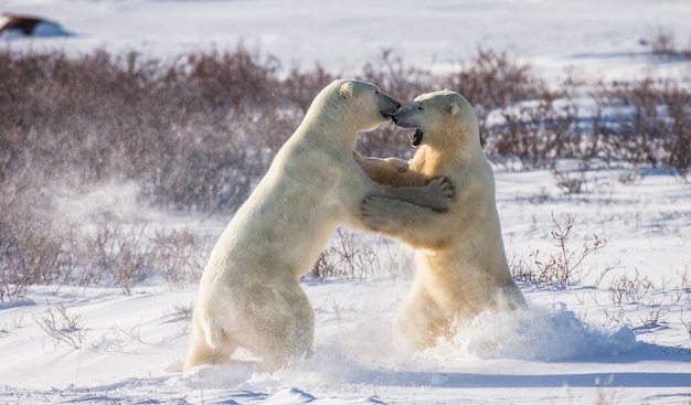 Twee ijsberen spelen met elkaar in de toendra. Canada.