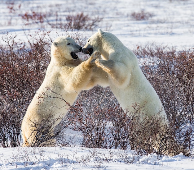 Twee ijsberen spelen met elkaar in de toendra. Canada.