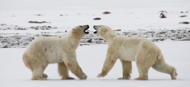 Twee ijsberen spelen met elkaar in de toendra. Canada.