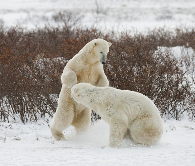 Twee ijsberen spelen met elkaar in de toendra. Canada.