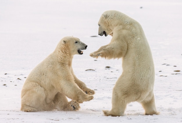 Twee ijsberen spelen met elkaar in de toendra. Canada.