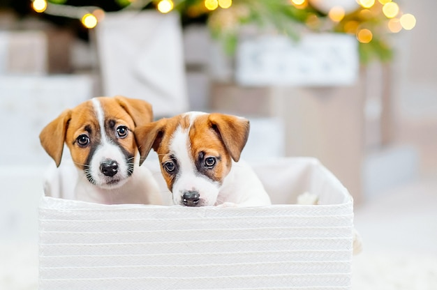 Twee jack russell-puppy's gluren uit de doos tegen de achtergrond van kerstverlichting