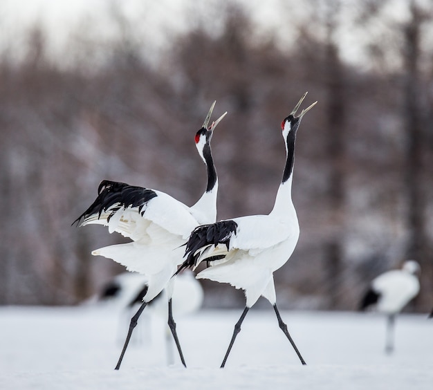 Twee japanse kraanvogels lopen in de sneeuw