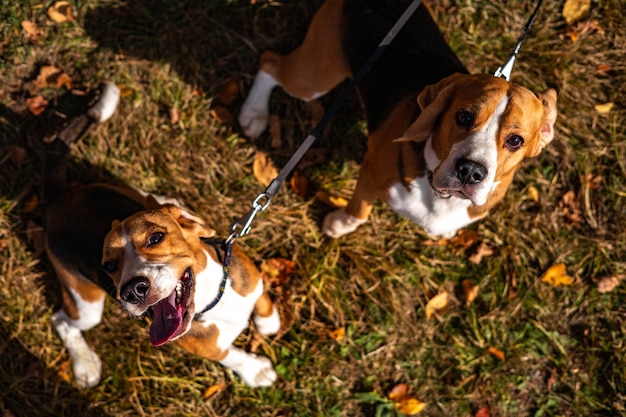 Twee jonge actieve honden van het beagle-ras in het herfstbos