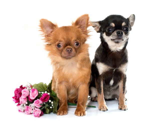 twee jonge chihuahua