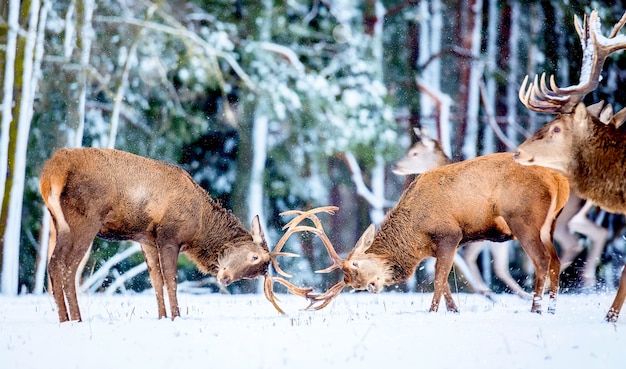 Twee jonge edele herten spelen en vechten met hun hoorns in de winter