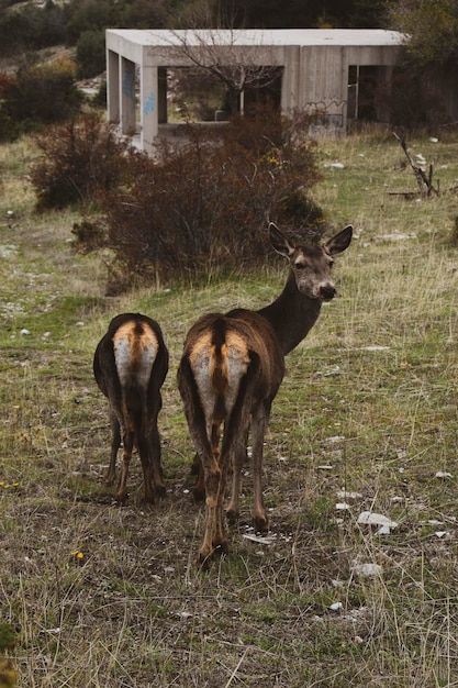 Twee jonge herten lopen in het bos.