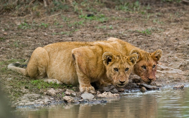 Twee jonge leeuw in de buurt van het water. Nationaal Park. Kenia. Tanzania. Masai Mara. Serengeti.