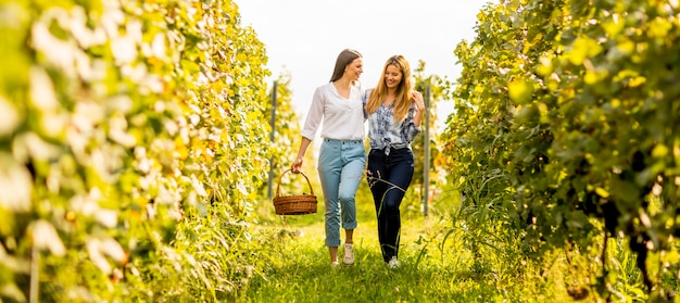 Twee jonge meisjes die druiven in de wijngaard plukken