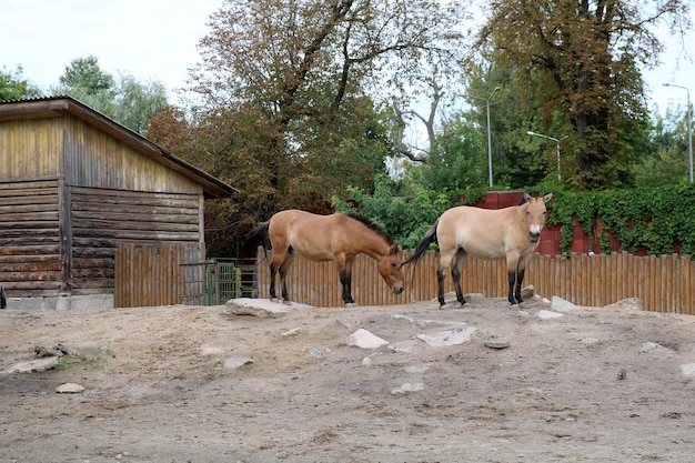 Twee jonge paarden in een paardenstal met houten schuur en omheining