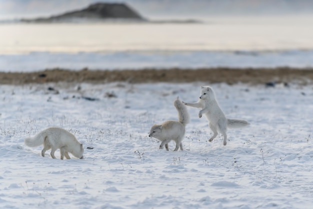 Twee jonge poolvossen spelen in wilde toendra in de winter.