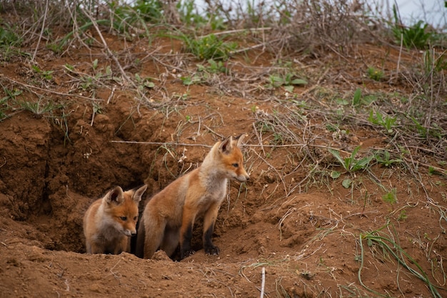 Twee jonge rode Vos dichtbij zijn hol. Vulpes vulpes van dichtbij.