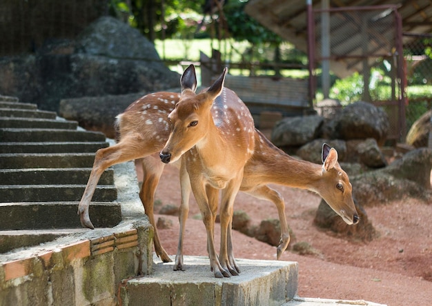 Twee jonge vlekkerige reeën in het park in Thailand