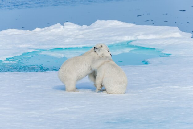 Twee jonge wilde ijsbeerwelpen die op pakijs spelen in Arctische overzees, ten noorden van Spitsbergen