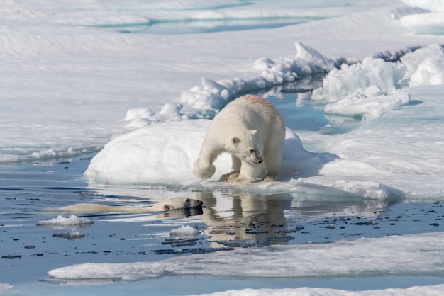 Twee jonge wilde ijsbeerwelpen die op pakijs spelen in Noordpoolzee, ten noorden van Svalbard