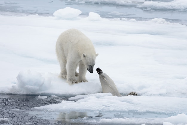 Twee jonge wilde ijsberen die op pakijs spelen in Noordpoolzee, ten noorden van Svalbard