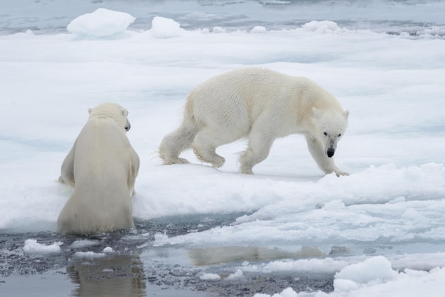 Twee jonge wilde ijsberen spelen op pakijs in de Noordelijke IJszee ten noorden van Svalbard