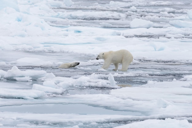 Twee jonge wilde ijsberen spelen op pakijs in de Noordelijke IJszee ten noorden van Svalbard