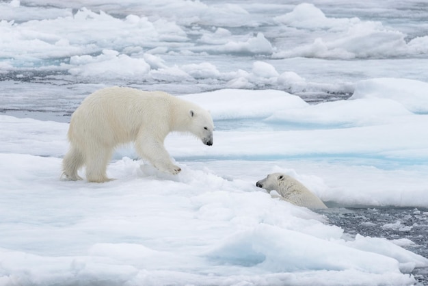Twee jonge wilde ijsberen spelen op pakijs in de Noordelijke IJszee ten noorden van Svalbard