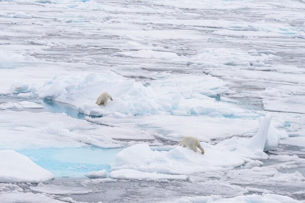 Twee jonge wilde ijsberen spelen op pakijs in de Noordelijke IJszee ten noorden van Svalbard