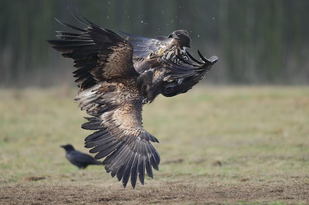 Foto twee jonge witte staart adelaars vechten